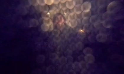 adara_scot